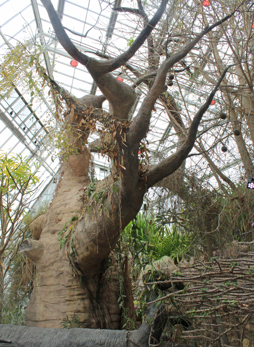 Baobab tree - Spiny Desert of Madagascar in Cleveland Botanical Garden